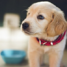 Notizie dal blog: Gli accessori indispensabili per accogliere un cucciolo in casa