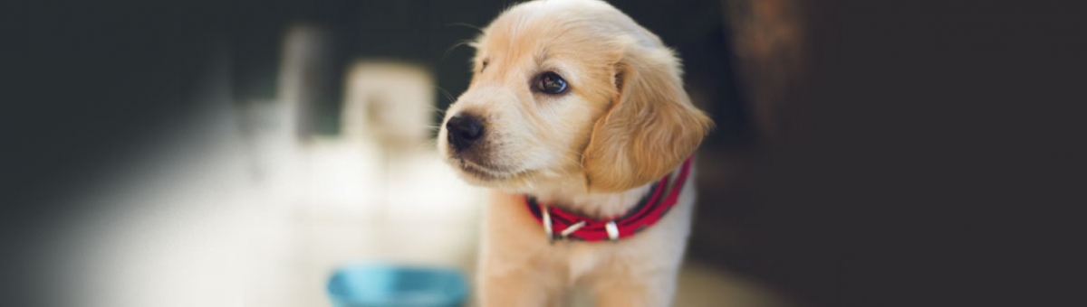 Gli accessori indispensabili per accogliere un cucciolo in casa