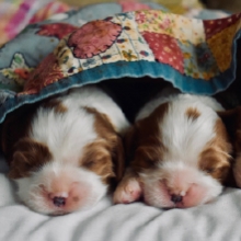 Notizie dal blog: Come svezzare un cucciolo di cane