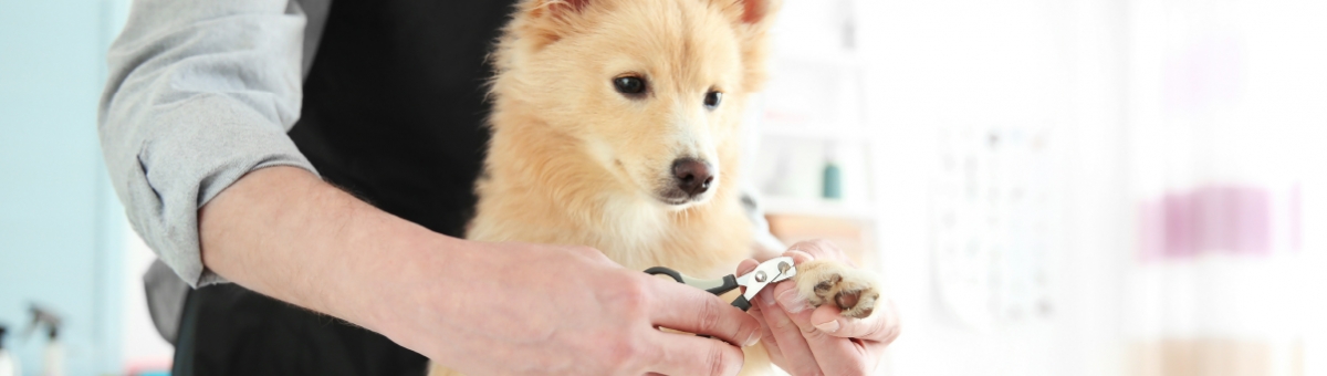 La prima toelettatura del cucciolo
