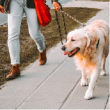 Notizie dal blog: Come pulire il cane quando rientra dalla passeggiata