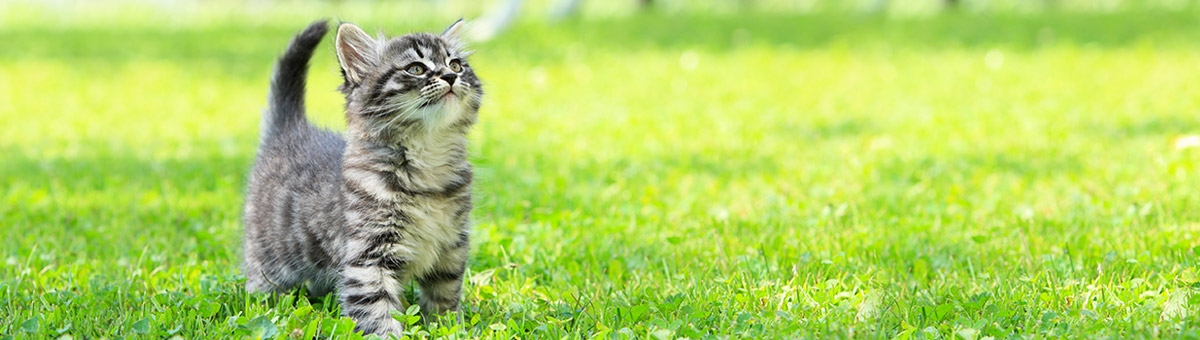 Come tenere sotto controllo la salute del gatto