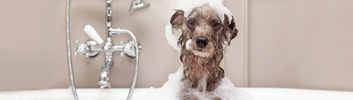 Come fare il bagnetto al cane in casa