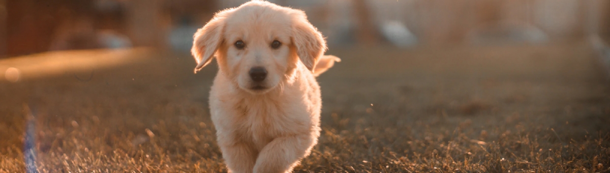 Come prevenire le malattie dei cani