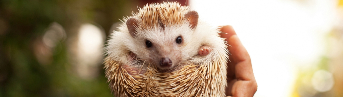 Quali sono gli animali che si svegliano dal letargo in primavera?