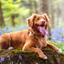 Notizie dal blog: Animali domestici e primavera: tutti i consigli utili