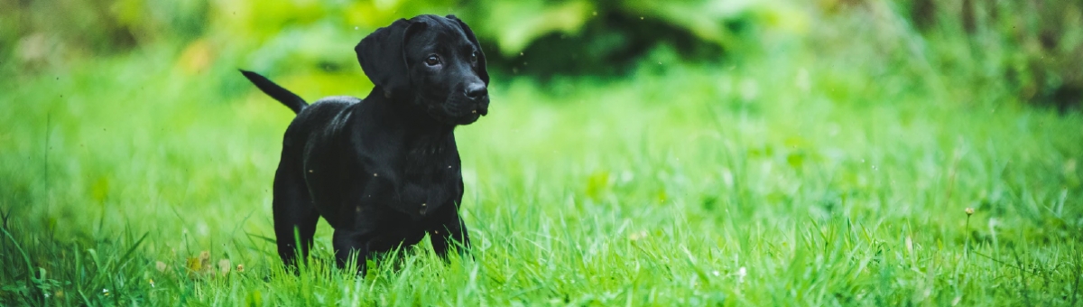 I cani e il giardino: come educare i pet a stare all’aria aperta