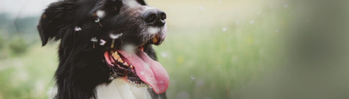 Allergia primaverile di cane e gatto: come riuscire a gestirla