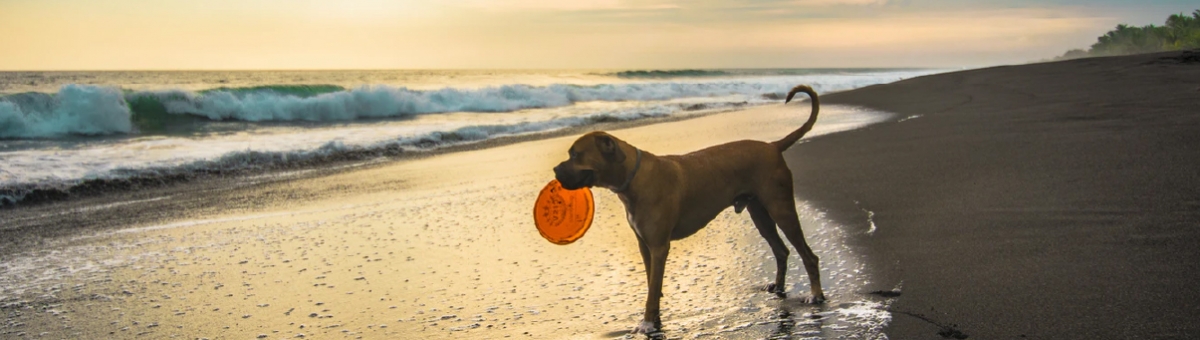 Giochi da fare all&rsquo;aria aperta con il pet