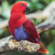 Notizie dal blog: Come proteggere i pappagalli dal caldo