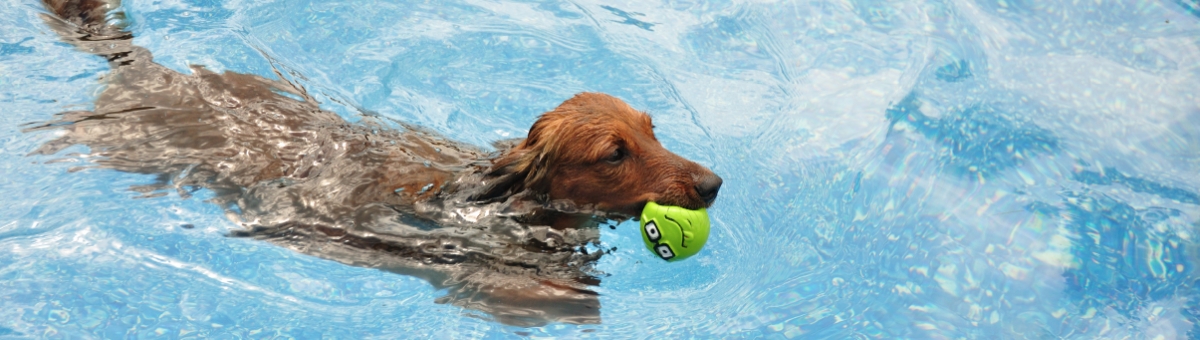 Animali in Piscina: come tenere al sicuro i propri pet
