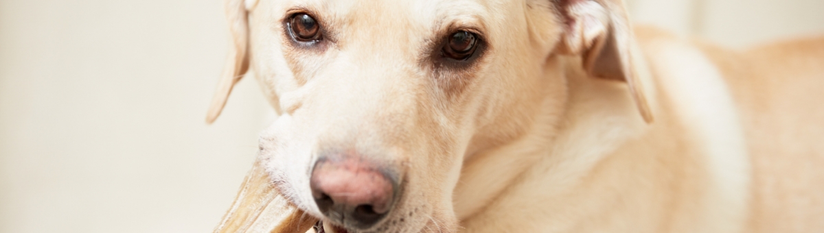 Osso per cani: come scegliere quello giusto per il tuo pet