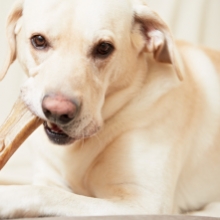 Notizie dal blog: Osso per cani: come scegliere quello giusto per il tuo pet
