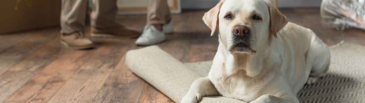 Tappetino refrigerante per animali: perchè è l’accessorio indispensabile per l’estate