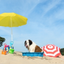 Notizie dal blog: Animali in spiaggia: cosa portare sotto l' ombrellone