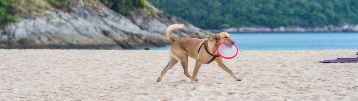 Giochi da fare in spiaggia con il cane: ecco i pi&ugrave; divertenti