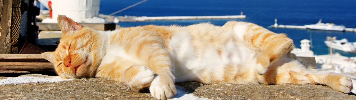 Perchè i gatti amano addormentarsi al sole?