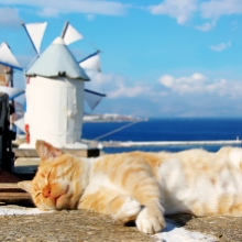 Notizie dal blog: Perchè i gatti amano addormentarsi al sole?