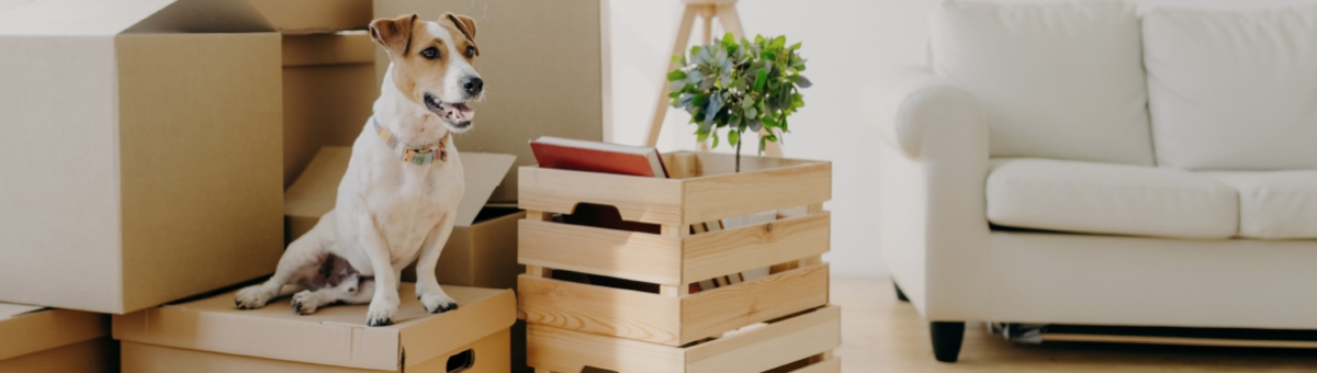 Il trasloco con i pet: come organizzarsi al meglio