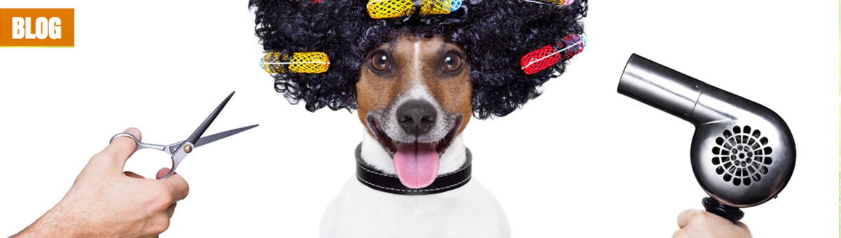 I benefici della toelettaura