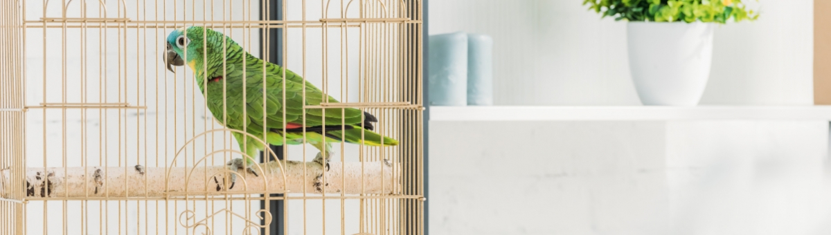 Come pulire la gabbia degli uccelli e quali errori non fare