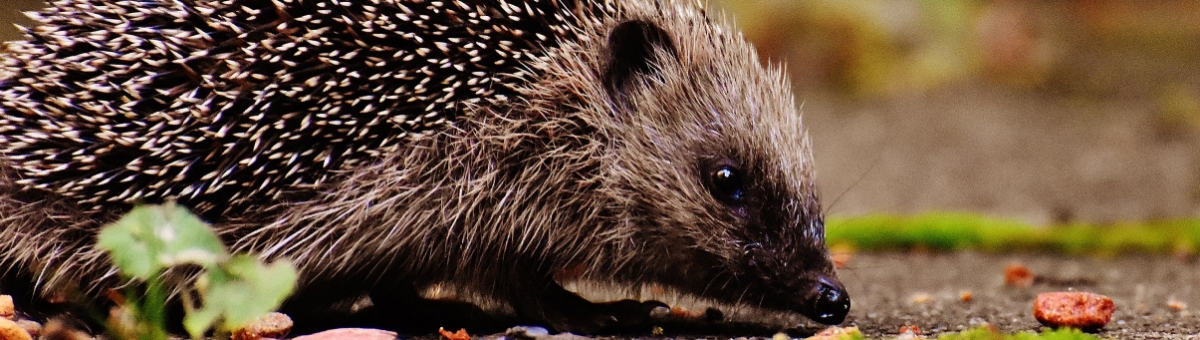 Animali che vanno in letargo in autunno