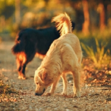 Notizie dal blog: Come prendersi cura del cane in autunno