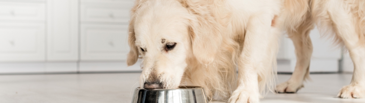 Come adattare l&rsquo; alimentazione del tuo pet al freddo dell&rsquo; inverno