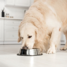 Notizie dal blog: Come adattare l’ alimentazione del tuo pet al freddo dell’ inverno