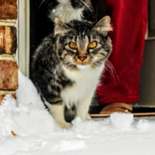 Notizie dal blog: Come proteggere il gatto dal freddo