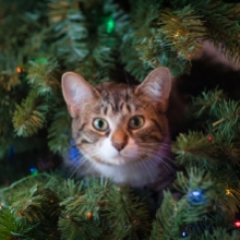 Notizie dal blog: Come decorare casa per Natale con i pet
