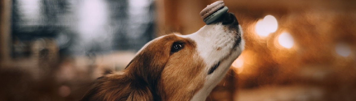 Dolci per gli animali