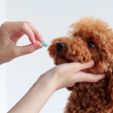 Notizie dal blog: Trucchi e consigli per far assumere medicinali al tuo pet