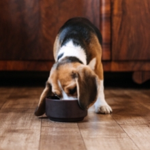 Notizie dal blog: Dieta del cucciolo: cosa far mangiare al nuovo membro della famiglia
