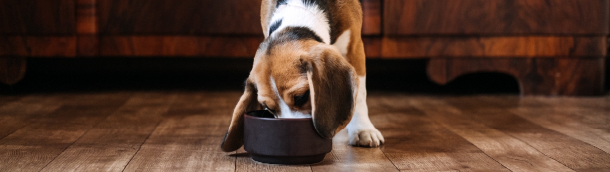 Dieta del cucciolo: cosa far mangiare al nuovo membro della famiglia