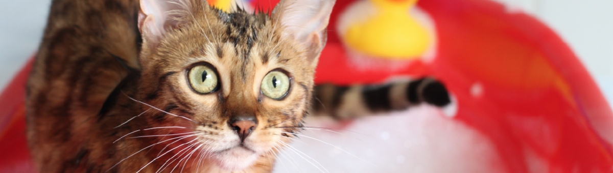 Come lavare il pelo del gatto?