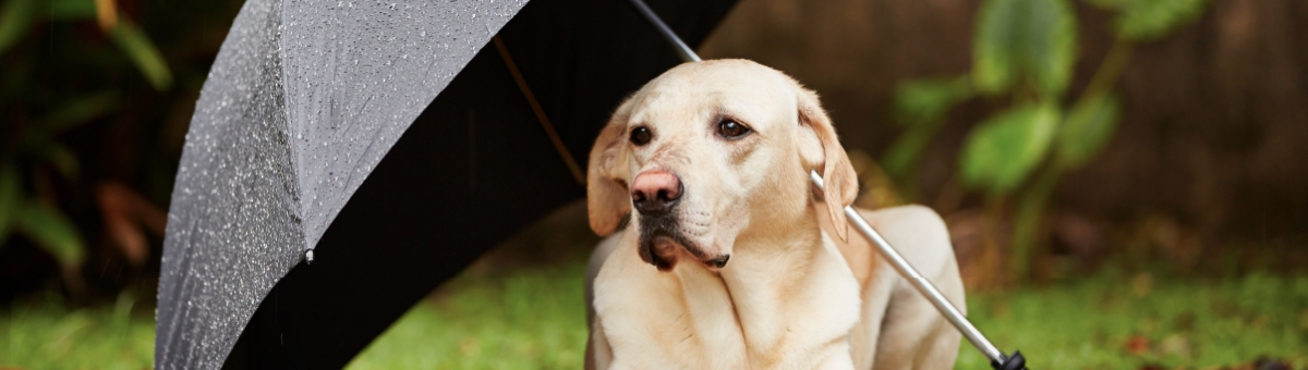 Come pulire il pet dopo una passeggiata sotto la pioggia.