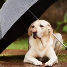 Notizie dal blog: Come pulire il pet dopo una passeggiata sotto la pioggia.