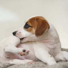 Notizie dal blog: Cuccioli e parassiti: come gestirli