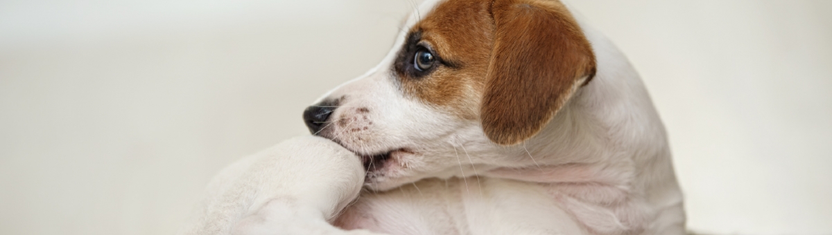 Cuccioli e parassiti: come gestirli