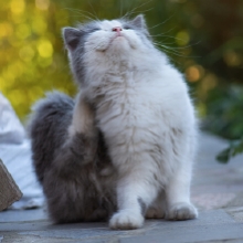 Notizie dal blog: Gatti e Parassiti: ecco come farli andare via