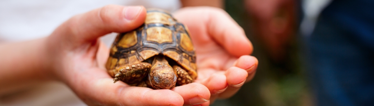 Animali che annunciano la primavera