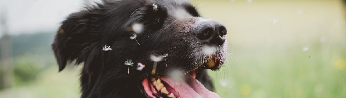 Animali e peli: come gestirli in primavera