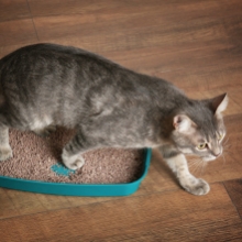 Notizie dal blog: Come scegliere la lettiera per gatti