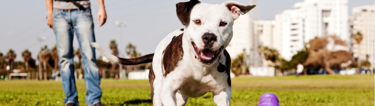 Accessori essenziali per le passeggiate con il pet