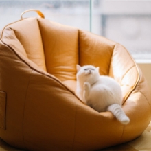 Notizie dal blog: Come rendere una casa pet friendly