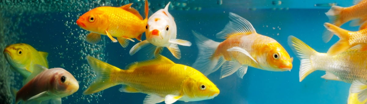 Come allestire la vasca del tuo acquario