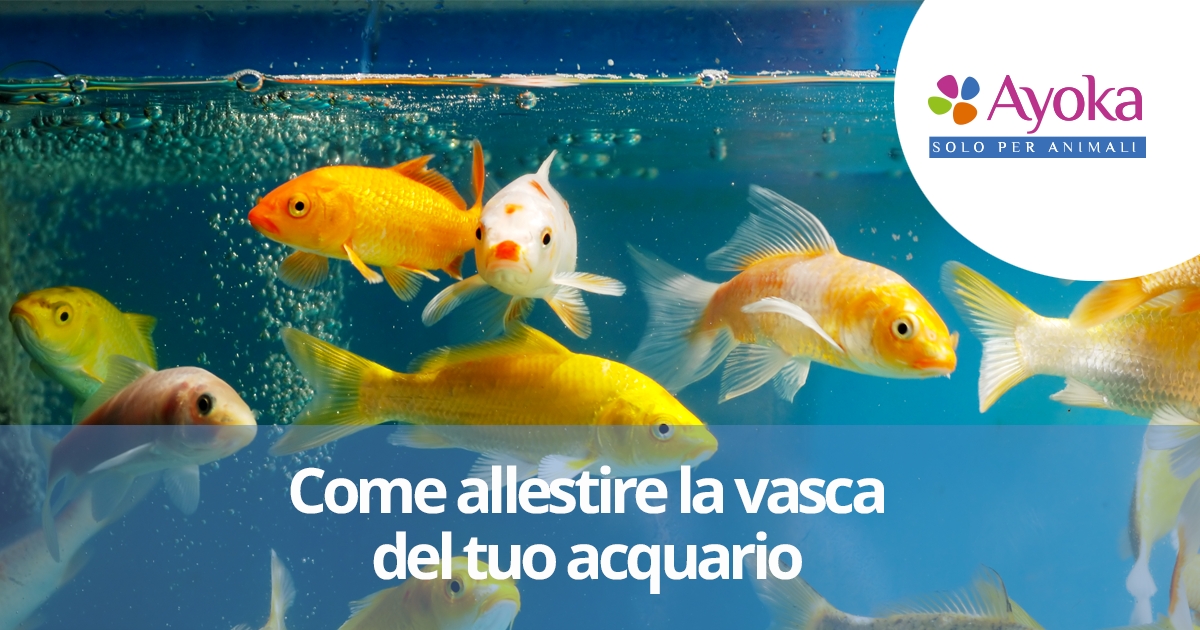 Come allestire la vasca del tuo acquario | Ayoka solo per animali