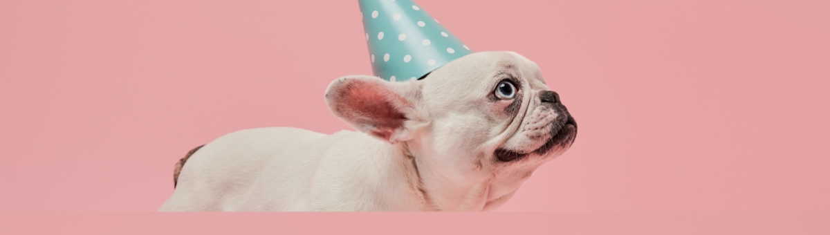 Come organizzare un compleanno per il pet