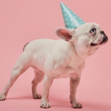 Notizie dal blog: Come organizzare un compleanno per il pet